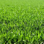 Jak długo rośnie trawa gazonowa?