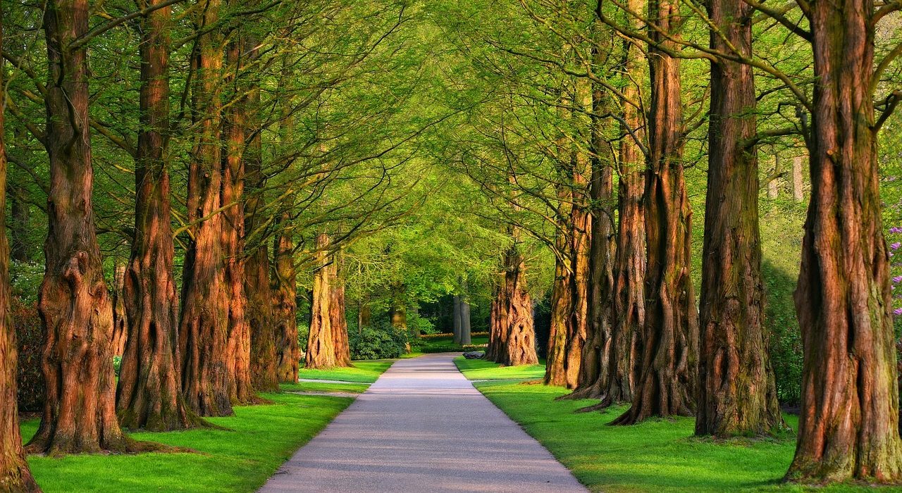 Jak w praktyce wygląda projektowanie terenów zieleni?