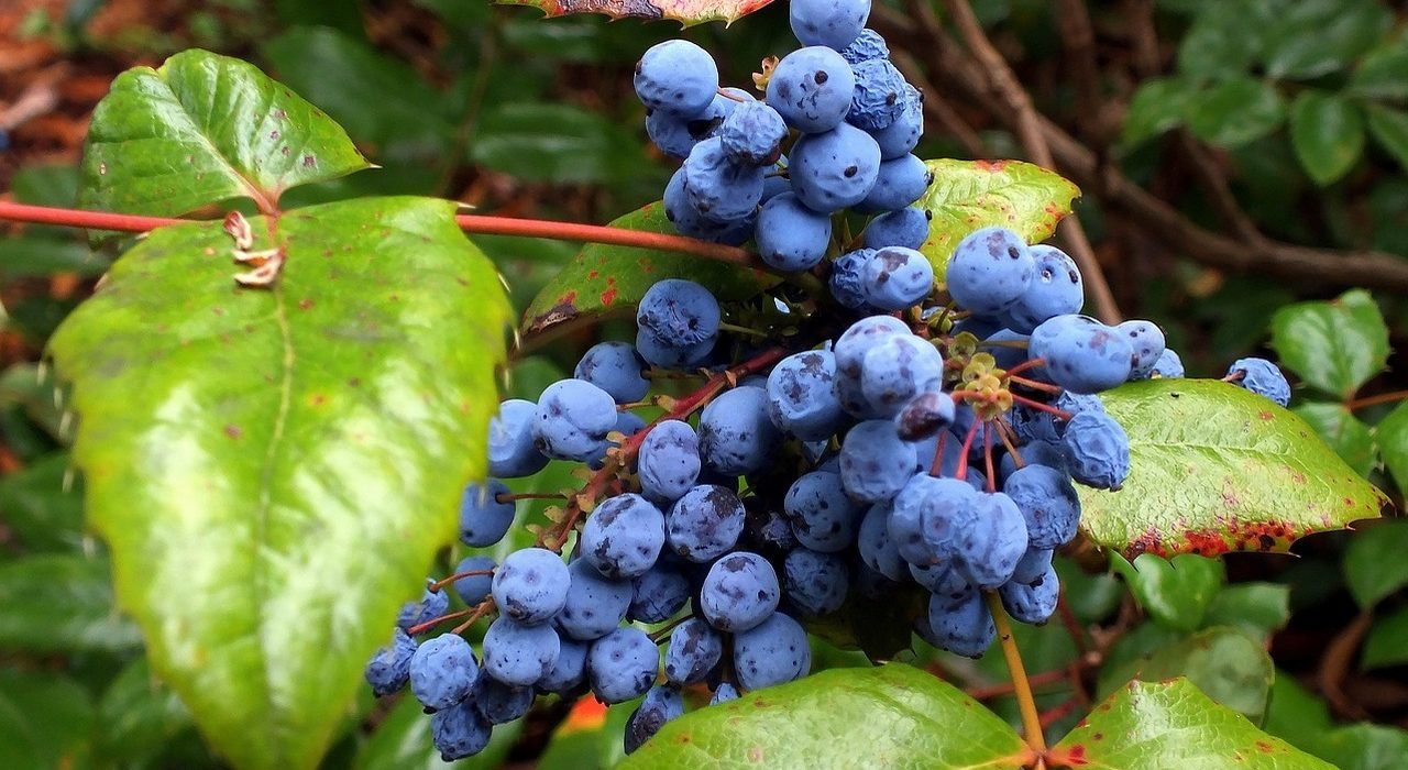 Jak pielęgnować sadzonki krzewów owocowych?