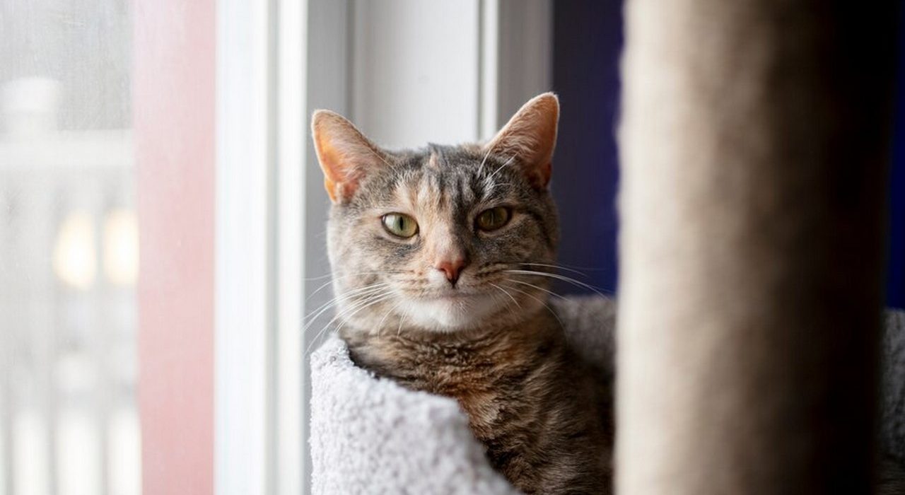 Drapaki dla kotów: Kompletny przewodnik po wyborze idealnego drapaka