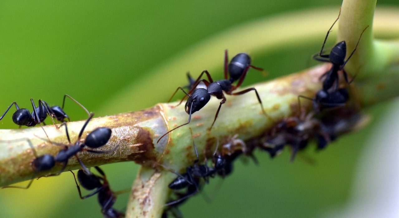 Kolonie mrówek do kupienia – gdzie szukać ofert?